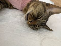 -达爱动物医院·犬猫分区·CT·复杂眼科(远洋山水分院)