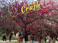 -西安青龙寺遗址景区