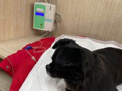-北京观赏动物医院·24小时大型综合·猫专科·异宠专科