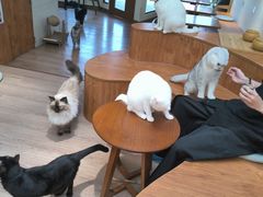 -有猫主题·治愈系猫咖(曾厝垵店)