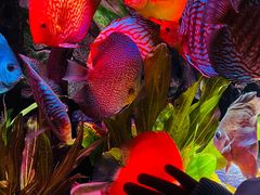 -上海海洋水族馆