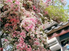 -深圳国际园林花卉博览园