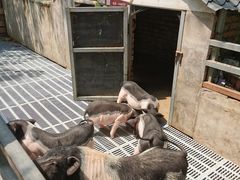 -北京鹿世界主题园