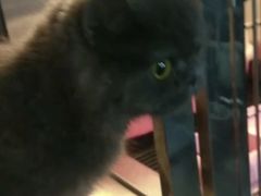 -PETKIT 小佩宠物·低压洗护·美容·寄养(安远店)