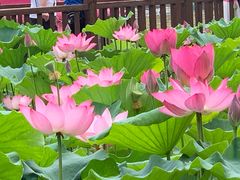 -莲花池公园