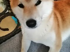 -喜柴咖啡·柴犬狗咖