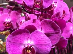 -双季花艺园艺市场(浦东店)