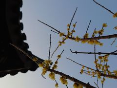-香雪海