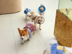 -怪兽屋·羊驼·猫咖·狗咖(俊华广场店)