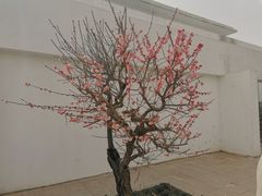 -石家庄市植物园