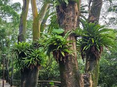 -深圳仙湖植物园