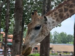 -大连森林动物园