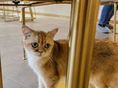 -飞行喵MR PILOT|猫舍·猫咖(静安大融城店)