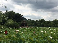 -贵阳市花溪国家城市湿地公园