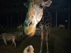 -清迈夜间动物园