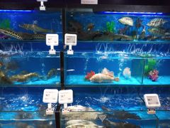 水产区-盒马鲜生(馥邦国际店)