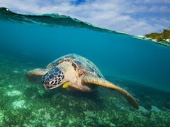 阮小二酱油虾-兴农记