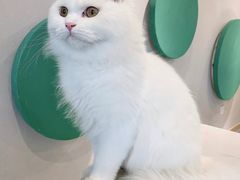-飞行喵MR PILOT|猫舍·猫咖(静安大融城店)