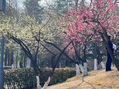 -月湖风景区