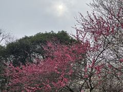 -杭州植物园