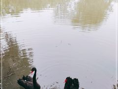 -长兴太湖图影湿地文化园