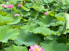 -陈家山荷花公园