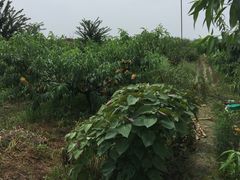 -南汇新场正宗水蜜桃采摘