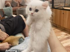 -袖虎·猫馆(体育西路店)