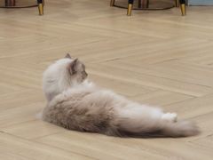 -安格丽娜·狗咖·猫咖羊驼咖(春熙路百盛商场店)