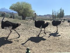 -新疆天山野生动物园