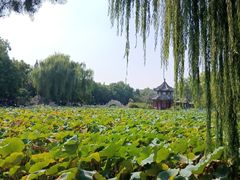 -莲池书院博物馆