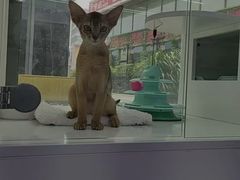 -小猫来了·猫咪专售(红山六九七九店)