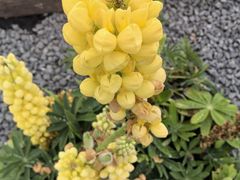 -苏州上方山国家森林公园