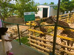 -西霞口神雕山野生动物世界