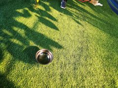 -宠物寄养训练学校