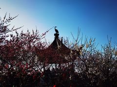 -香雪海
