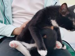 -瑞鹏宠物医院犬猫全科(真大分院)
