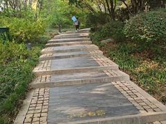 -青枫公园