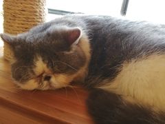 -more than meow吴止猫主题餐厅(承德 中船汇店)