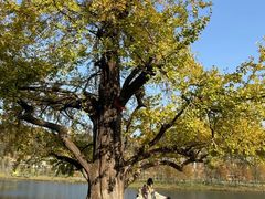 -千年银杏谷文化旅游区