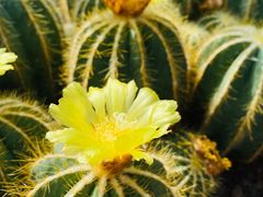 -亿利库布其七星湖沙漠生态旅游区