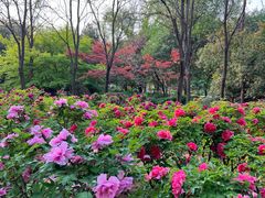 -洛阳市隋唐城遗址植物园