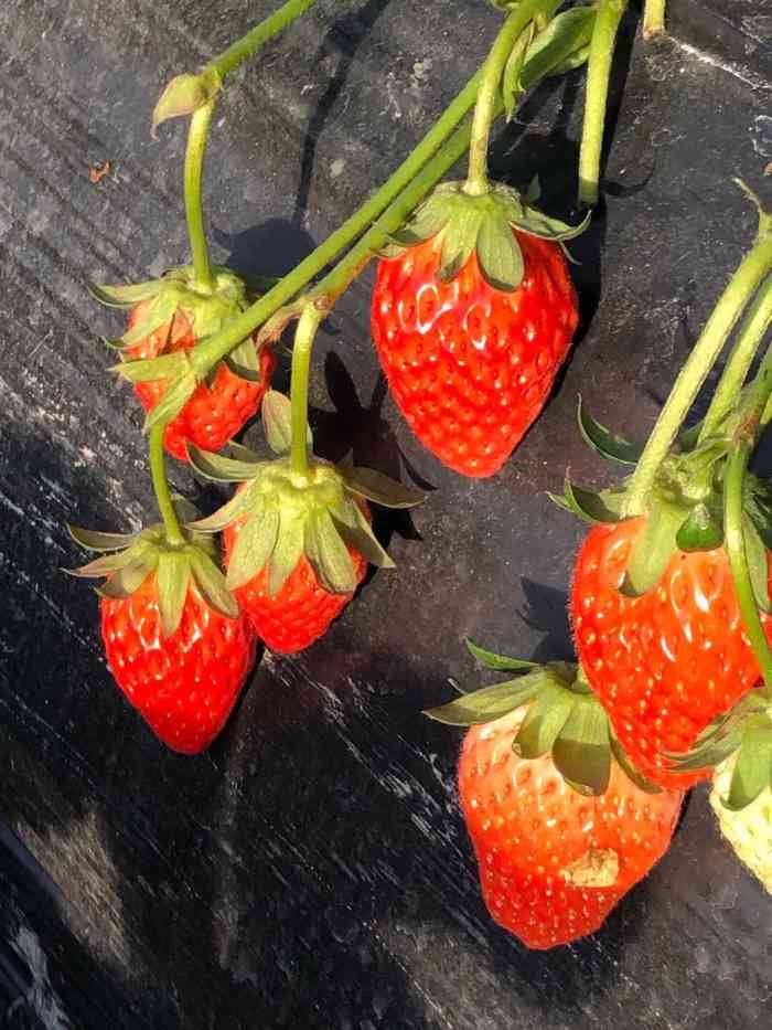 宝山凤冠奶油草莓基地-"家里过去还不算远,趁着大晴天过去带小朋友.