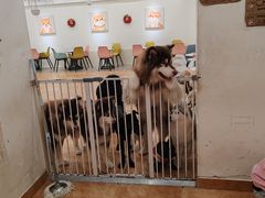 -Let's go狗咖·猫咖·奶狗·桌游(春熙路IFS店)