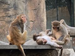 -大连森林动物园