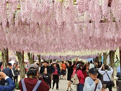 -嘉定紫藤园