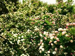 -国家植物园南园