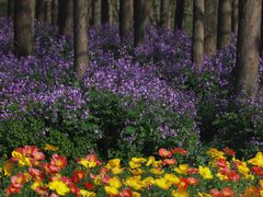 -上海共青森林公园