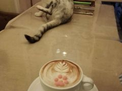 -猫色咖啡·猫咖