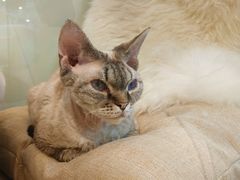 -momokira米努特·德文卷毛猫·棉花面纱犬